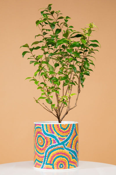 Nguru Yurntuma-wana (15cm) Ceramic Plant Pot